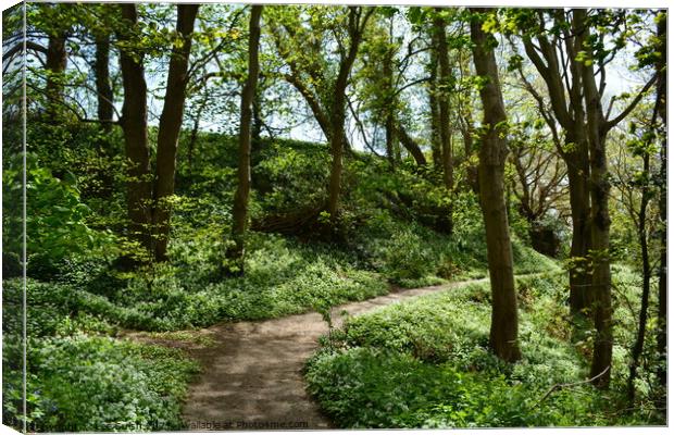Hastings Country park in bloom Canvas Print by Lee Sulsh