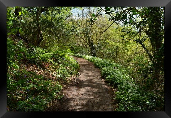 Wild Garlic lined path  Framed Print by Lee Sulsh