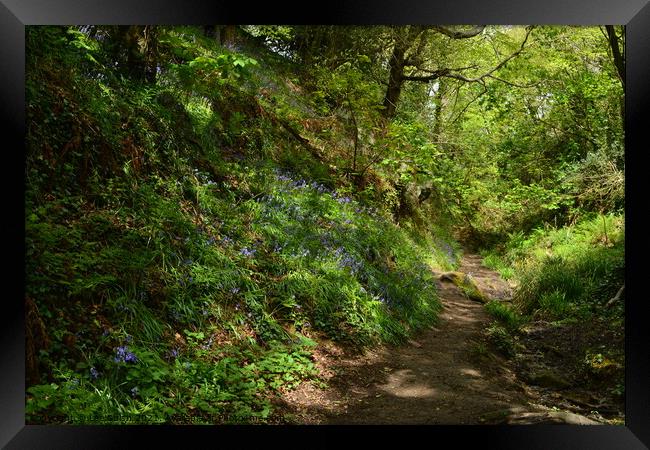 Bluebell wood in Hastings Framed Print by Lee Sulsh