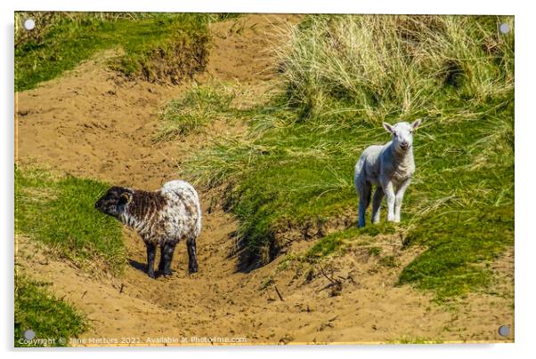 Lambs on a Hillside Acrylic by Jane Metters