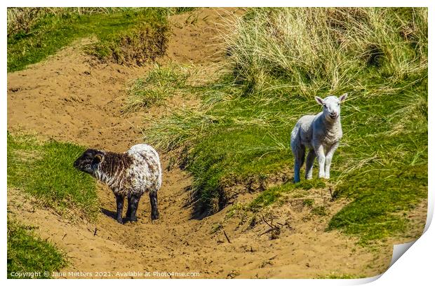 Lambs on a Hillside Print by Jane Metters