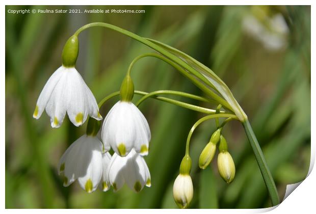 Summer snowflakes. Galanthus nivalis Print by Paulina Sator