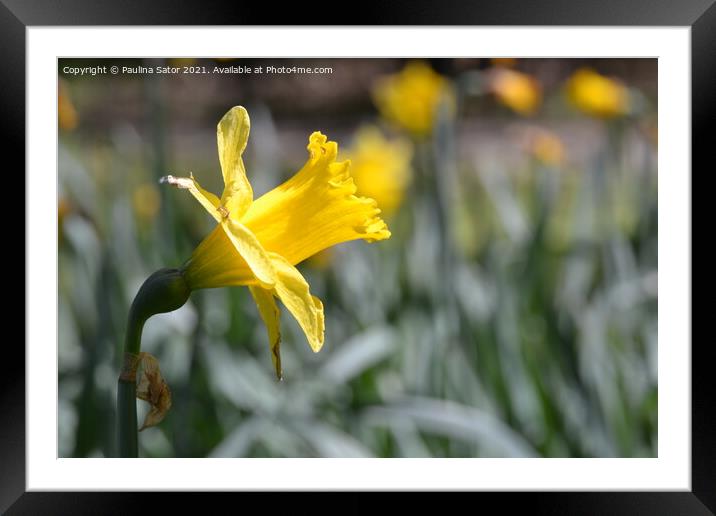 Yellow narcissus flower in the garden Framed Mounted Print by Paulina Sator
