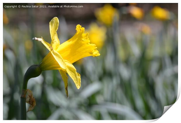 Yellow narcissus flower in the garden Print by Paulina Sator