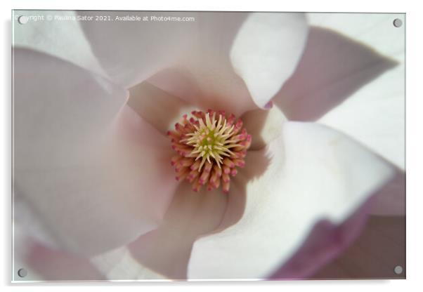 Magnolia flower inside Acrylic by Paulina Sator
