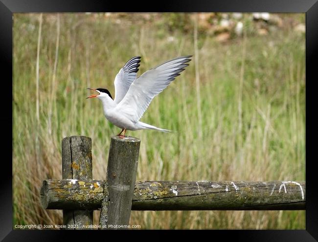 Common Tern with open beak and wings raised in the air Framed Print by Joan Rosie