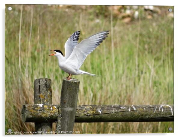 Common Tern with open beak and wings raised in the air Acrylic by Joan Rosie