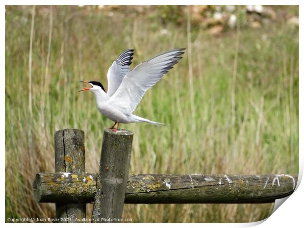 Common Tern with open beak and wings raised in the air Print by Joan Rosie