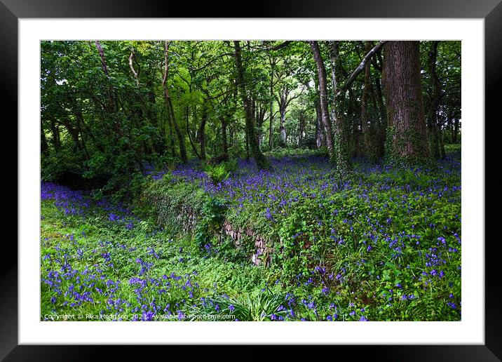 Bluebells in Woodlands, Landscape Framed Mounted Print by Rika Hodgson