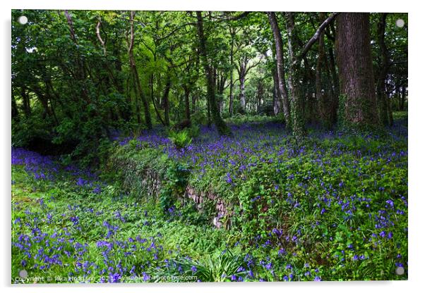 Bluebells in Woodlands, Landscape Acrylic by Rika Hodgson