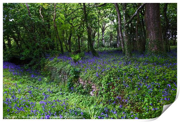 Bluebells in Woodlands, Landscape Print by Rika Hodgson
