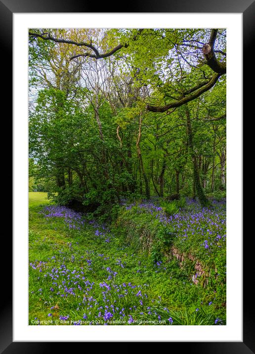 Bluebells in Woodlands, Cornish Landscape Framed Mounted Print by Rika Hodgson