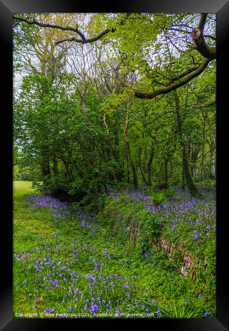 Bluebells in Woodlands, Cornish Landscape Framed Print by Rika Hodgson