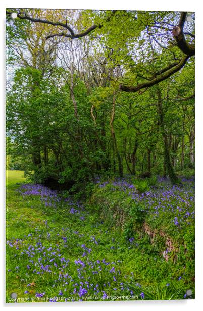 Bluebells in Woodlands, Cornish Landscape Acrylic by Rika Hodgson