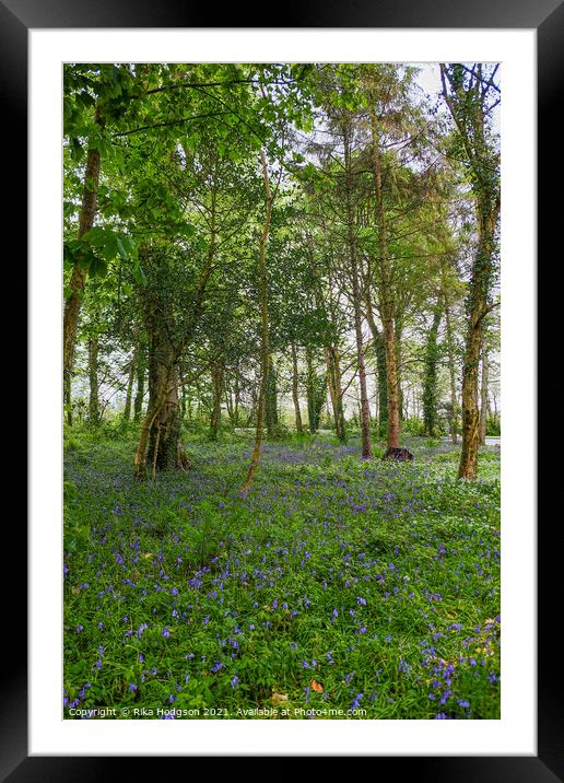 Woodlands, Bluebell Landscape, Cornwall Framed Mounted Print by Rika Hodgson