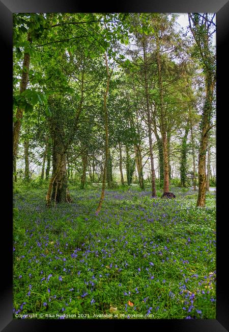 Woodlands, Bluebell Landscape, Cornwall Framed Print by Rika Hodgson