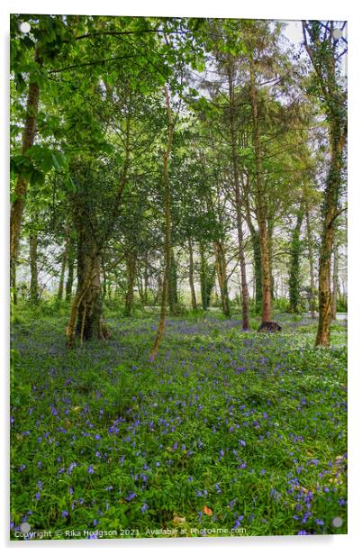 Woodlands, Bluebell Landscape, Cornwall Acrylic by Rika Hodgson