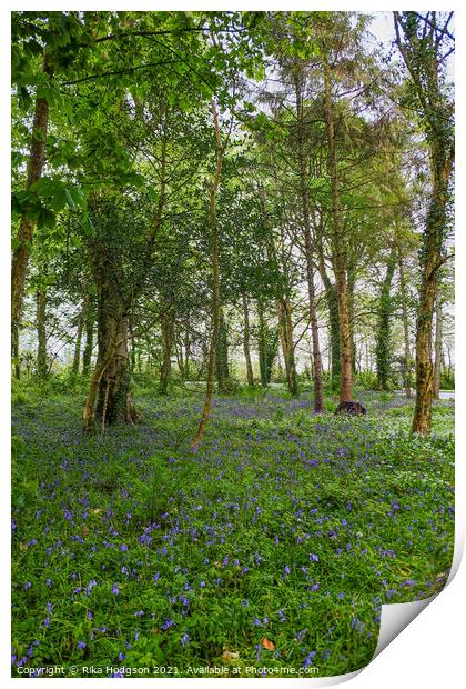 Woodlands, Bluebell Landscape, Cornwall Print by Rika Hodgson