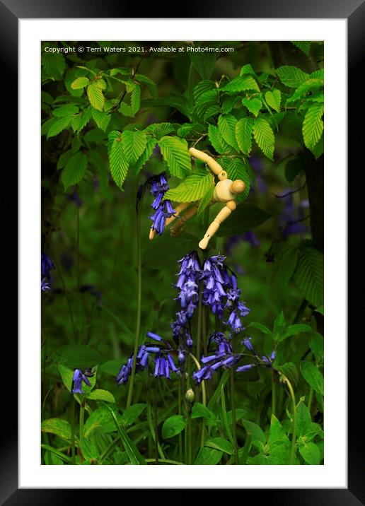 Picking Bluebells Framed Mounted Print by Terri Waters