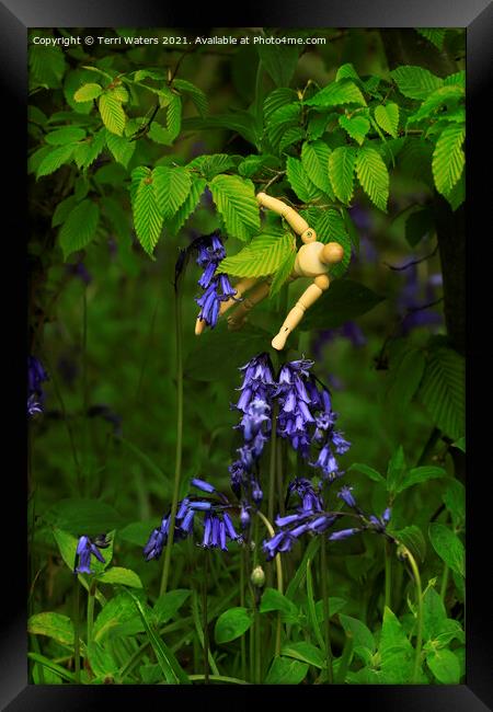 Picking Bluebells Framed Print by Terri Waters