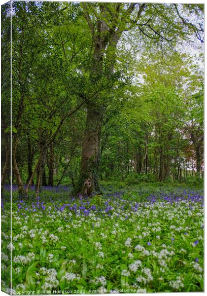 Bluebells & Wild Garlic in woodlands, Cornwall Canvas Print by Rika Hodgson