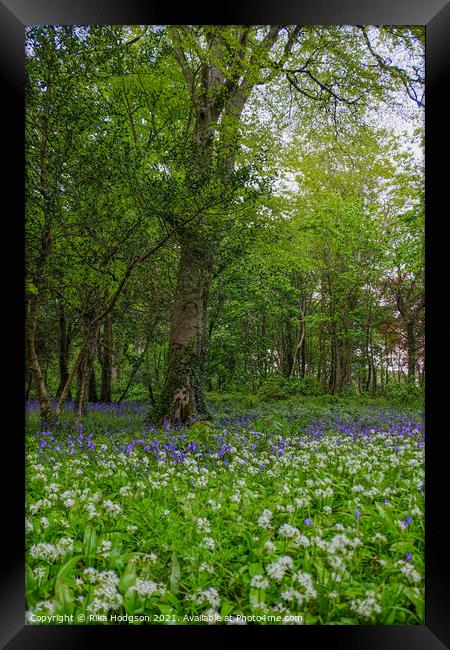 Bluebells & Wild Garlic in woodlands, Cornwall Framed Print by Rika Hodgson