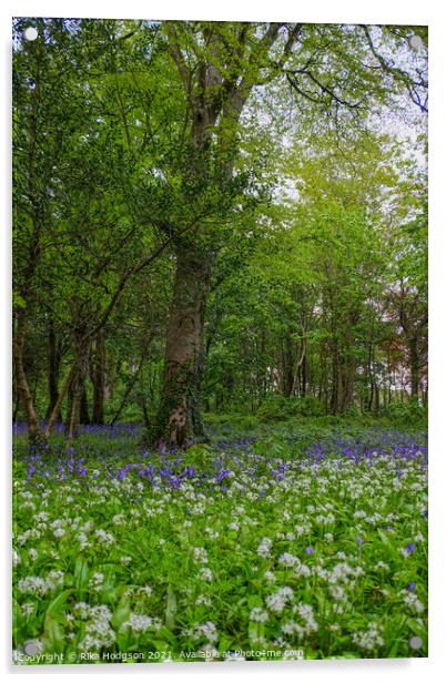 Bluebells & Wild Garlic in woodlands, Cornwall Acrylic by Rika Hodgson