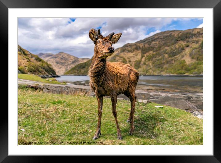 Scots Deer Framed Mounted Print by Alan Simpson