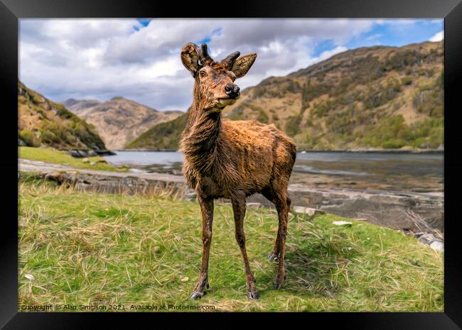 Scots Deer Framed Print by Alan Simpson