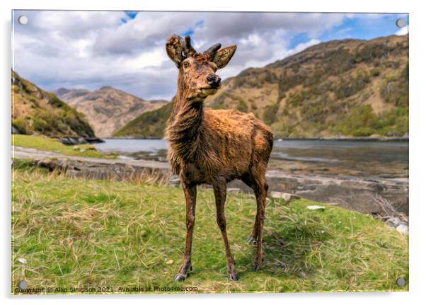 Scots Deer Acrylic by Alan Simpson
