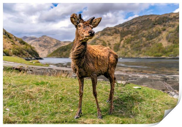 Scots Deer Print by Alan Simpson