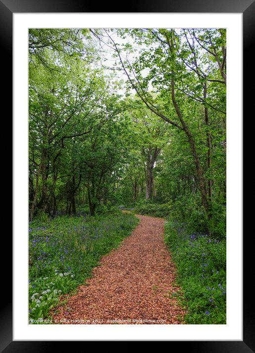 Path in woods, Bluebells landscape, Cornwall, UK Framed Mounted Print by Rika Hodgson