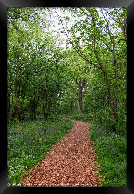Path in woods, Bluebells landscape, Cornwall, UK Framed Print by Rika Hodgson