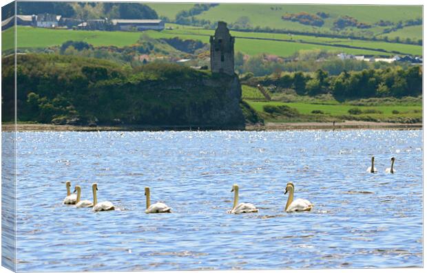 Swans on the sea at Ayr Canvas Print by Allan Durward Photography