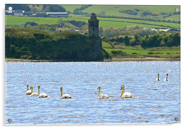 Swans on the sea at Ayr Acrylic by Allan Durward Photography