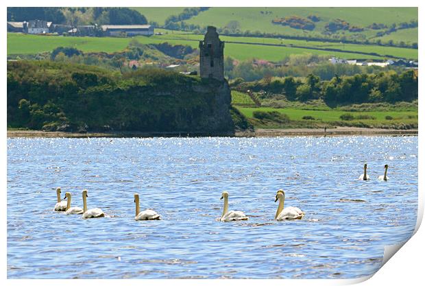 Swans on the sea at Ayr Print by Allan Durward Photography