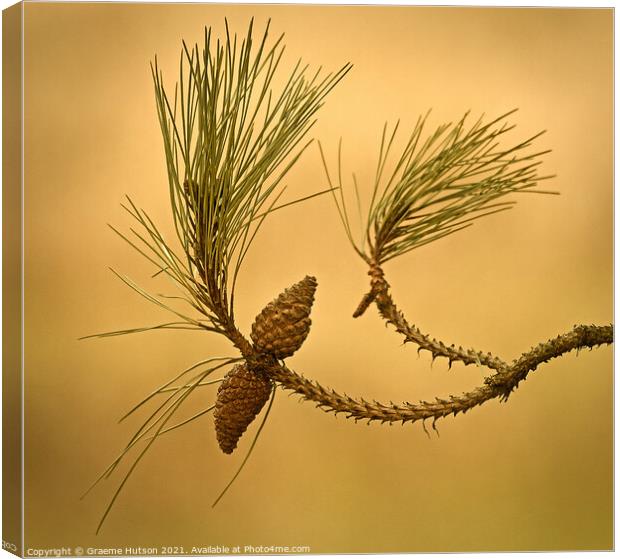 Two pine cones Canvas Print by Graeme Hutson