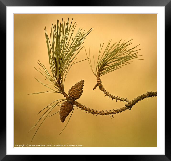 Two pine cones Framed Mounted Print by Graeme Hutson