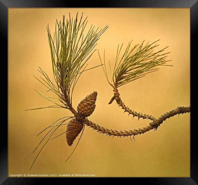 Two pine cones Framed Print by Graeme Hutson
