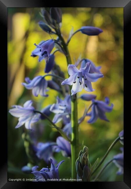 Bluebell Flowers in Evening Light Framed Print by Imladris 
