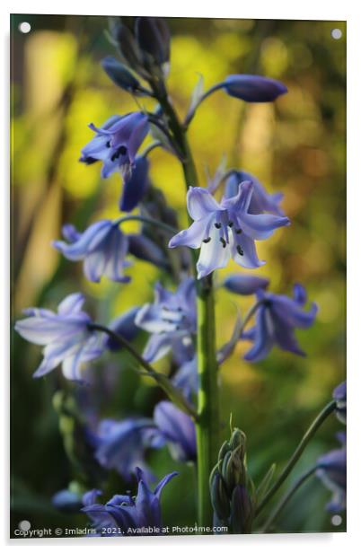 Bluebell Flowers in Evening Light Acrylic by Imladris 