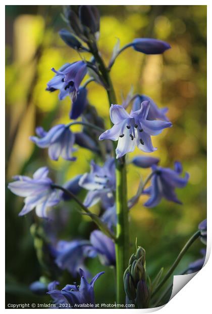 Bluebell Flowers in Evening Light Print by Imladris 