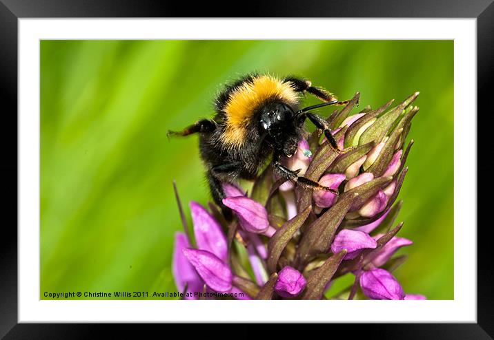 Dancing Bee Framed Mounted Print by Christine Johnson