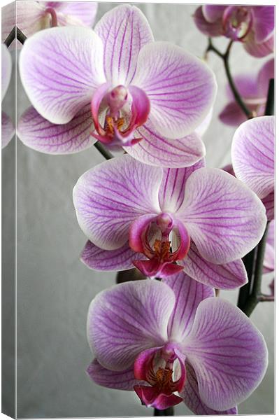 Phalaenopsis Orchid Canvas Print by Wayne Molyneux