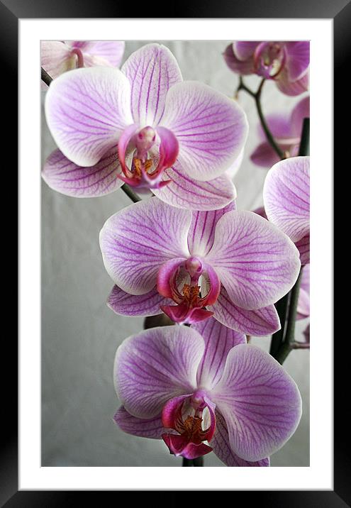 Phalaenopsis Orchid Framed Mounted Print by Wayne Molyneux