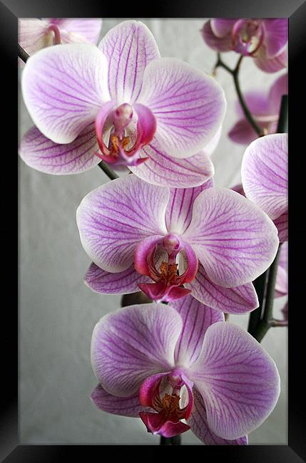 Phalaenopsis Orchid Framed Print by Wayne Molyneux