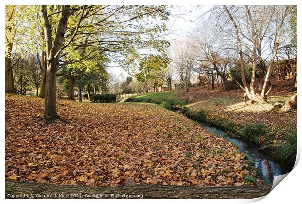 Battleton Brook, Evesham, in Autumn Print by Richard J. Kyte