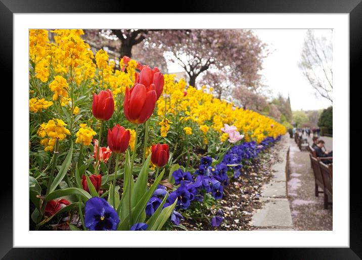 Blooming flowers Framed Mounted Print by Theo Spanellis