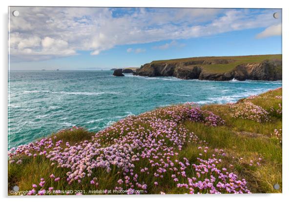 Porthcothan Bay Sea Pinks Acrylic by CHRIS BARNARD