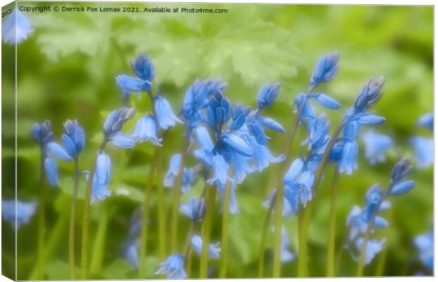 Bluebells in Bloom Canvas Print by Derrick Fox Lomax